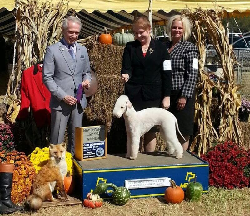 ‘Marcus’ finishes his American championship on a quick trip stateside under Fred Basset, handled by Malin Erikkson and owned by Eva Byberg.