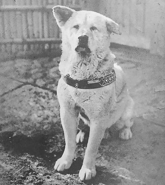 Hachikō (c. 1934)