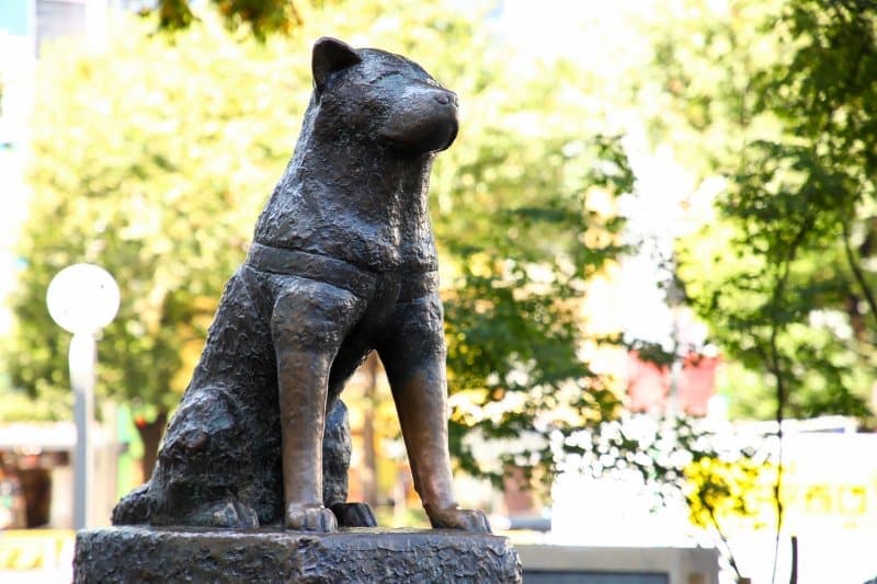 Hachiko dog statue In front of Shibuya Station Made from bronze