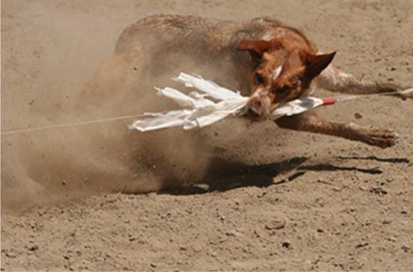 Wags-for-Wishes, 2007; Pat Bennett and Luratics All-Breed Lure Coursing.
