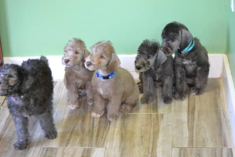 A recent litter at Charez Bedlingtons sired by Marcus. There are six in the litter, but getting the photo was like herding cats. It’s not uncommon for Bedlington litters to contain both liver and blue. (R. Reynolds photo)