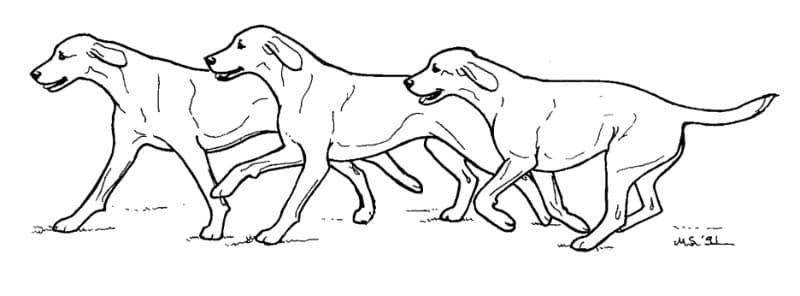 Illustration of one of dog gaits: The Canter
