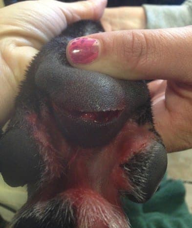 Deep Pad Laceration. photo courtesy Krista Magnifico, DVM. 