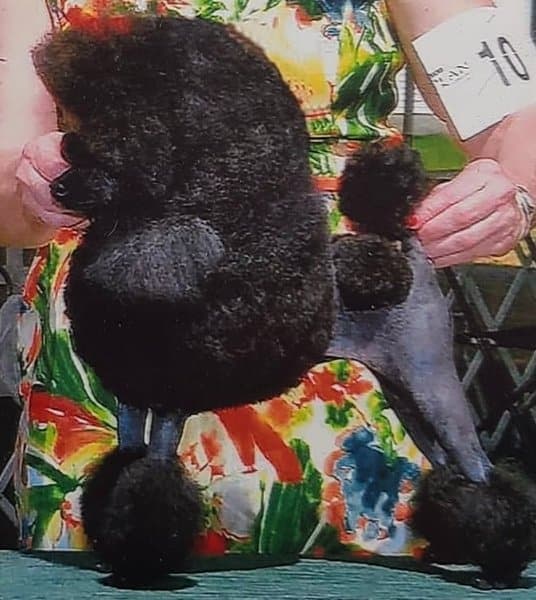 Trimmed Poodle
