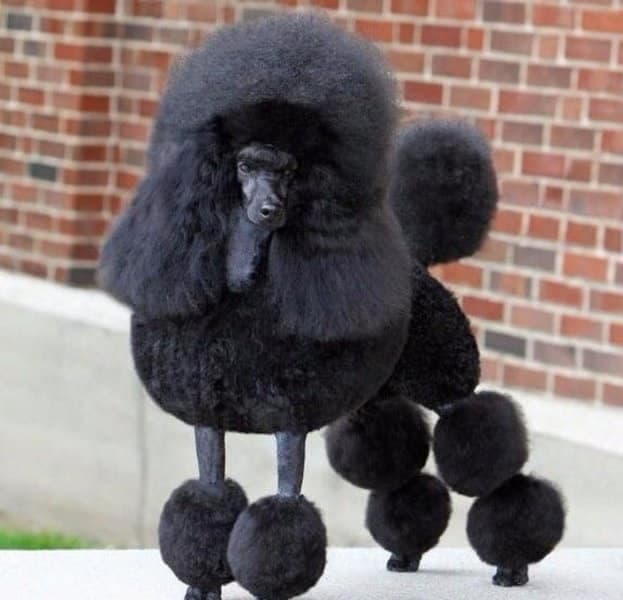 Trimmed Poodle
