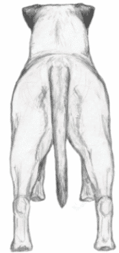 Bullmastiff proportions