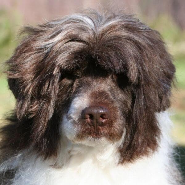 Portuguese Water Dog headshot.