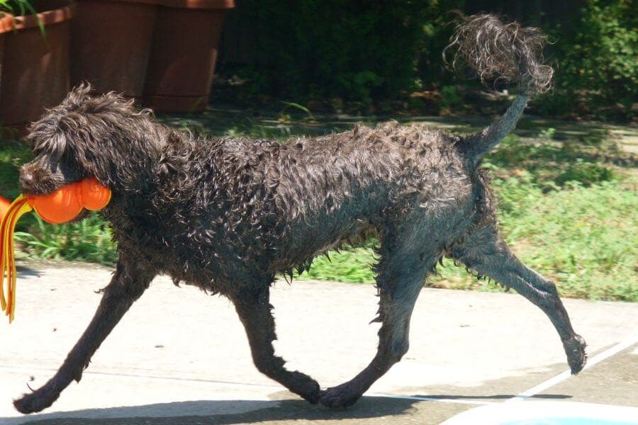 Wet dog playing with a ball.
