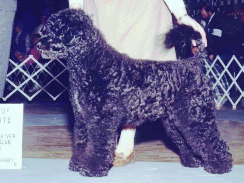 Portuguese Water Dog posing.