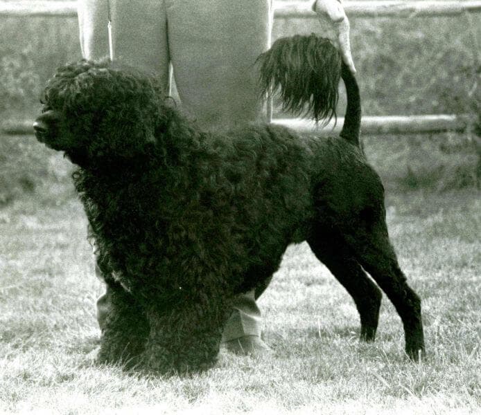 Portrait shot of Portuguese Water Dog.