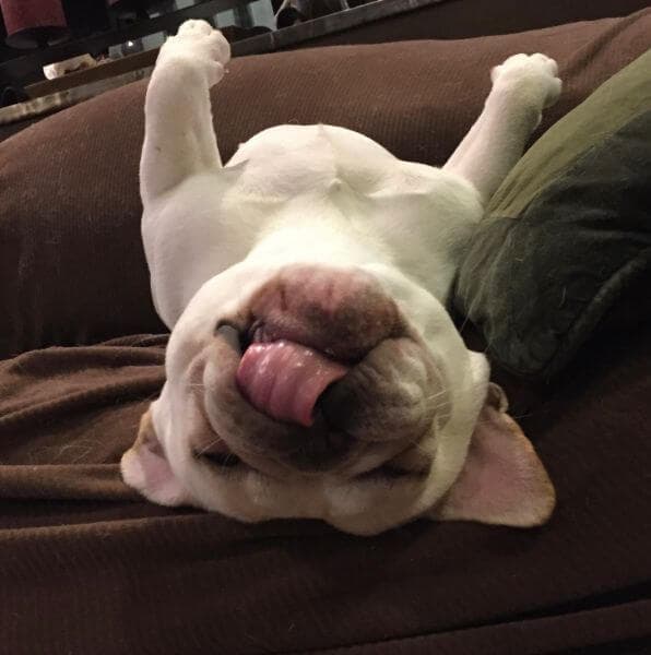 French Bulldog