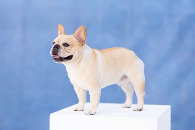The great Winston (registered name GCHP Fox Canyon’s I Won The War At Goldshield) was raised by San Diego Chargers defensive end Morgan Fox.