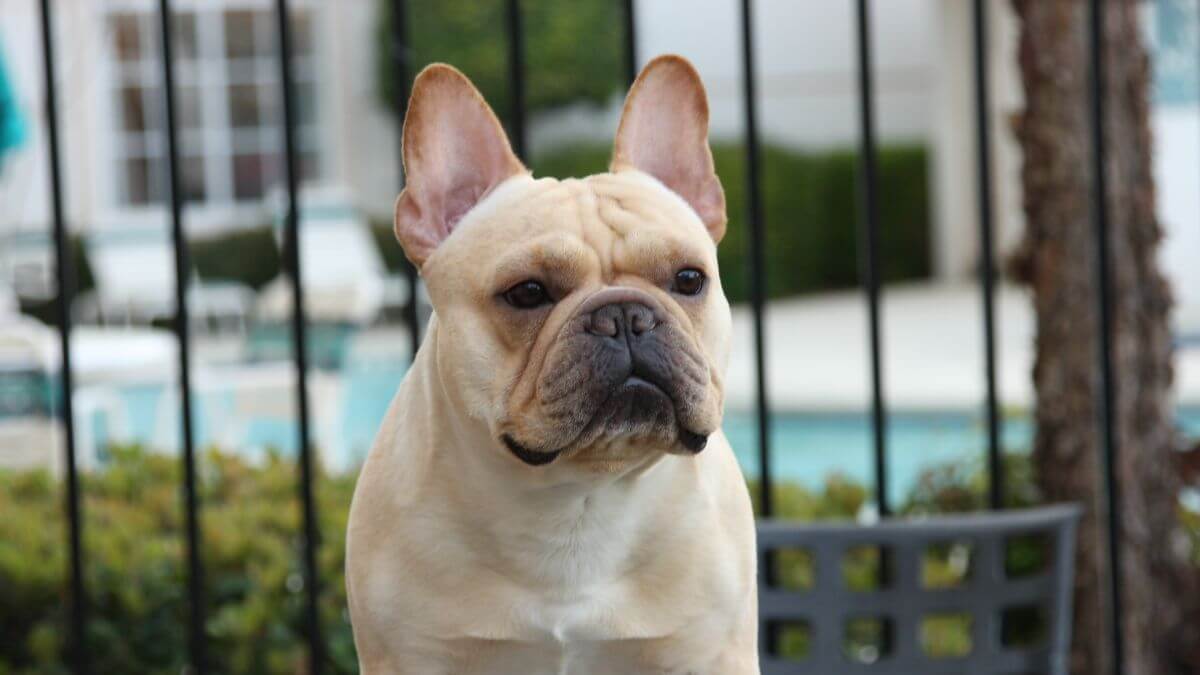 French Bulldog