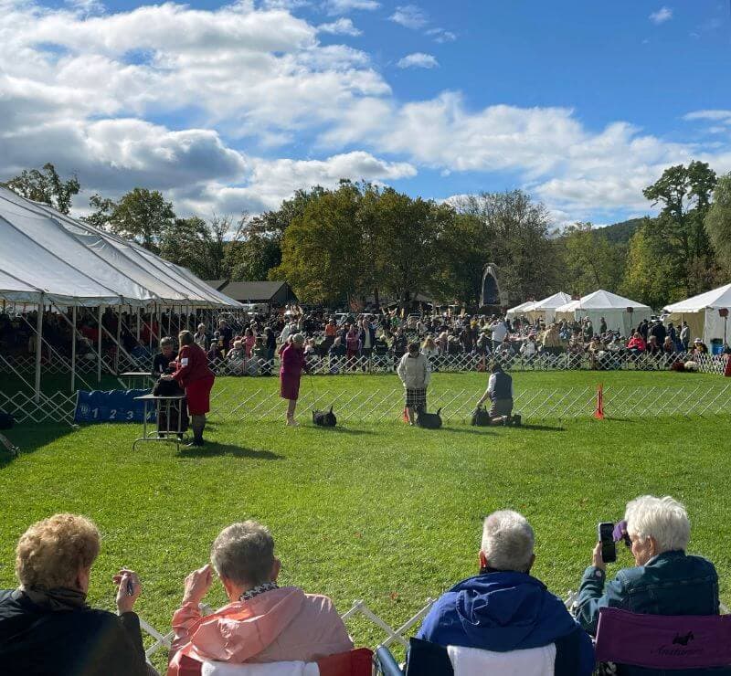 Front row seat view at a dog show.
