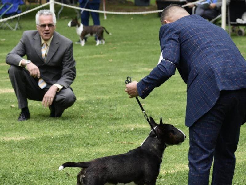 Interview with Colin A. “Skip” Greaney – 2023 MCKC Dog Show Breed Judge