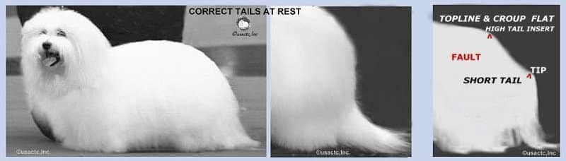 Two pictures of a white Coton de Tulear dog with a white coat showcasing tail standards.