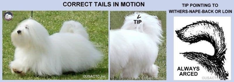 Two pictures of a Coton de Tulear dog with the correct tail in motion, showcasing the breed's tail standards.
