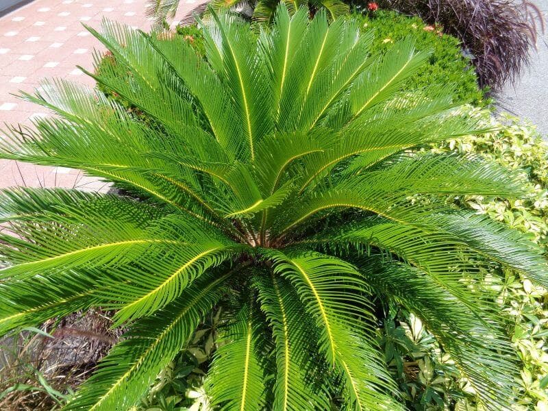 A palm tree.