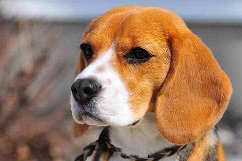 Beagle