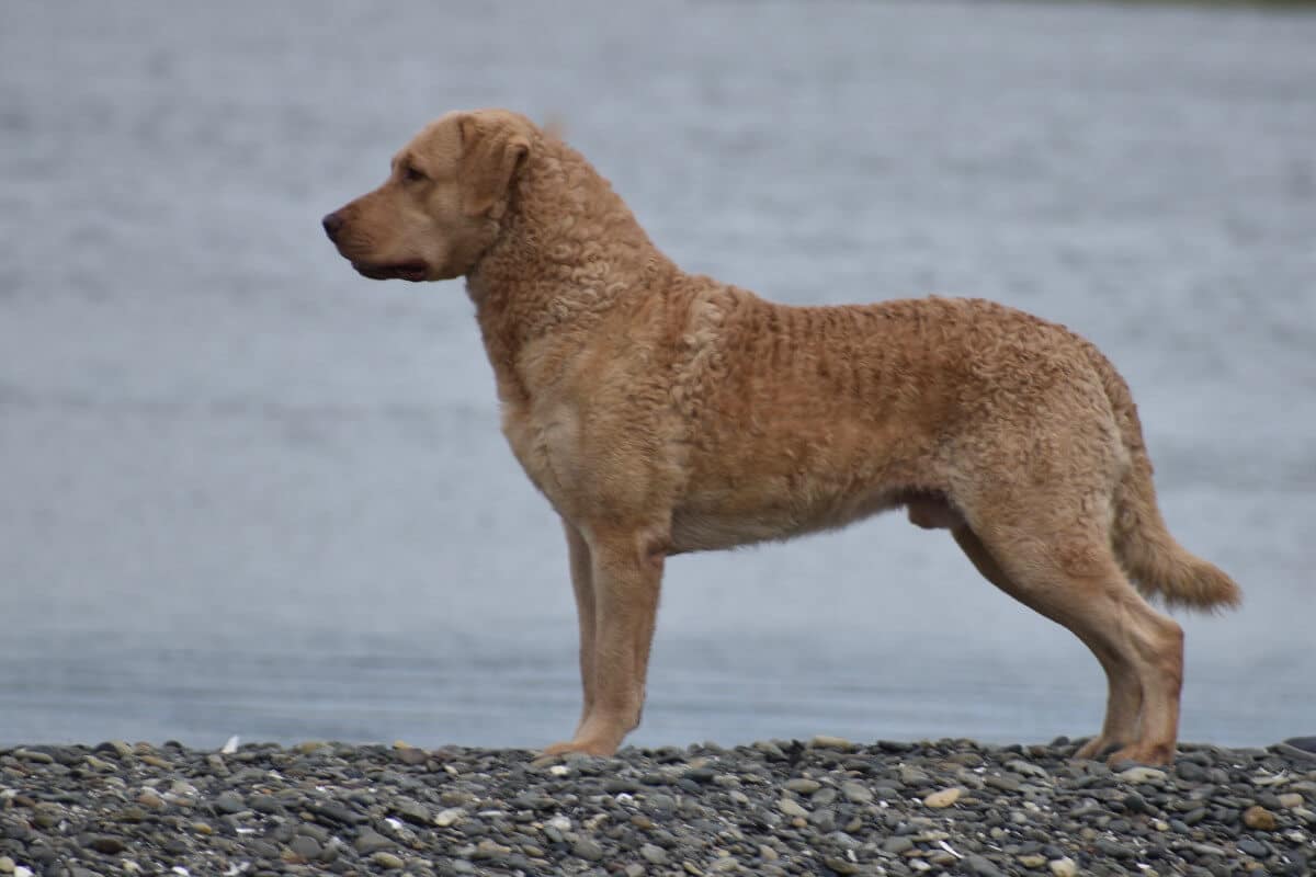 Chesapeake Bay Retriever