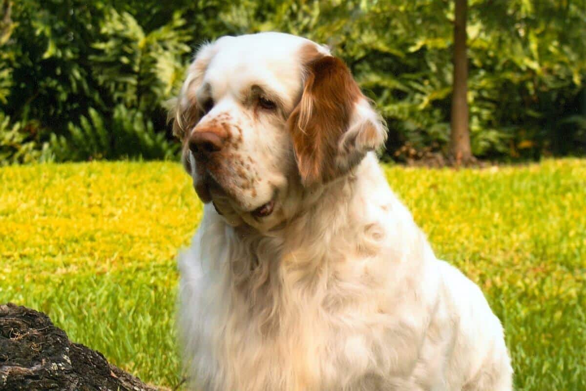 Clumber Spaniel