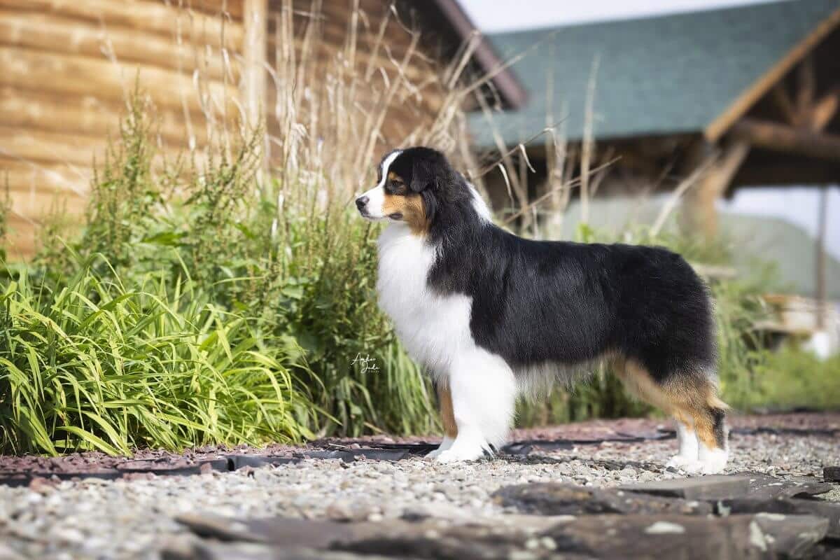 Australian Shepherd