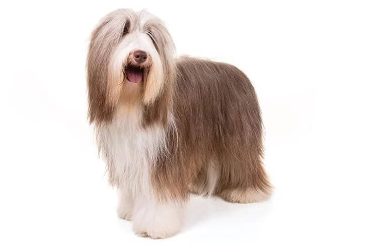 Bearded Collie
