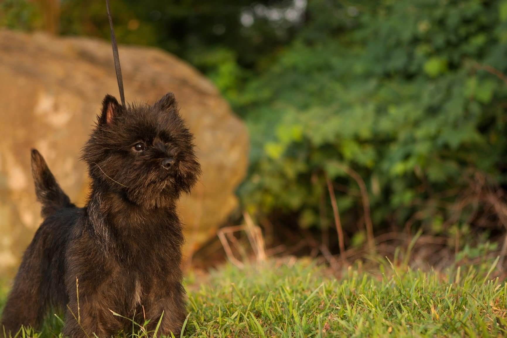 Cairn Terrier