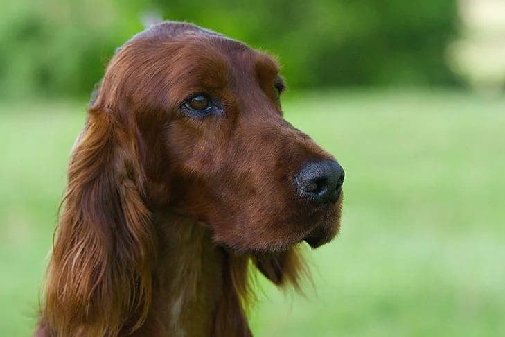 Irish Setter