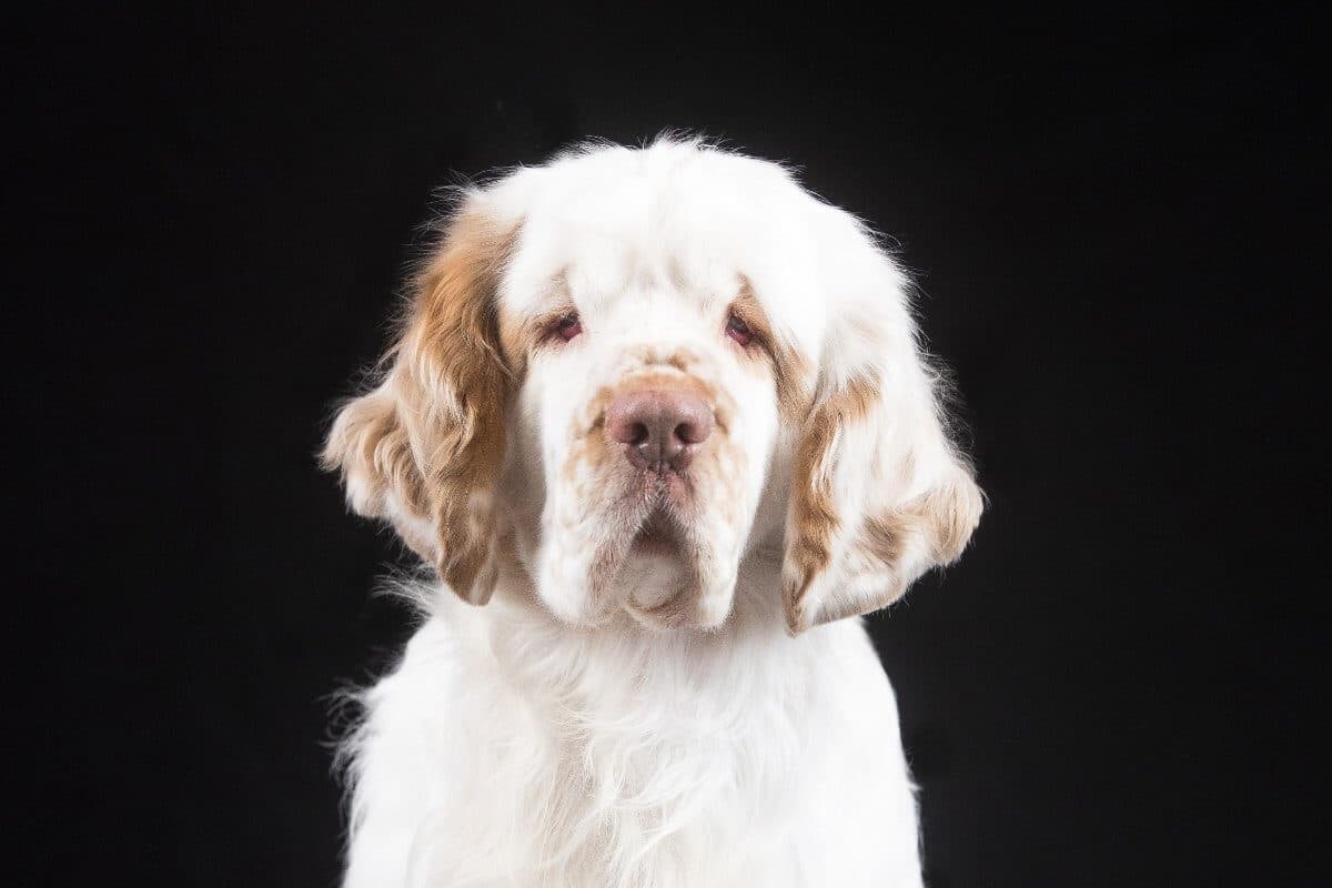 Clumber Spaniel