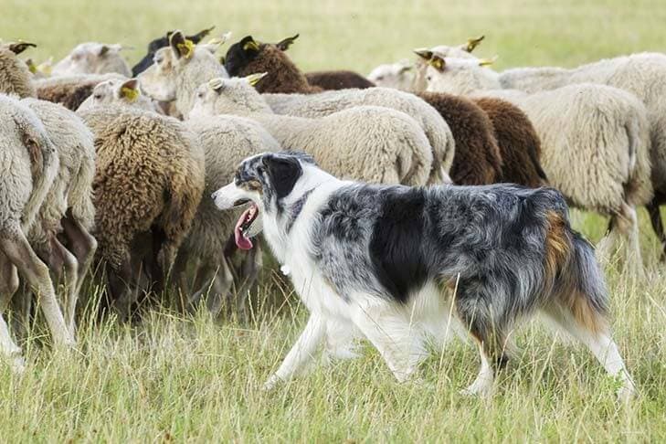 Australian Shepherd