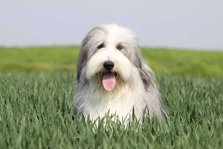 Bearded Collie