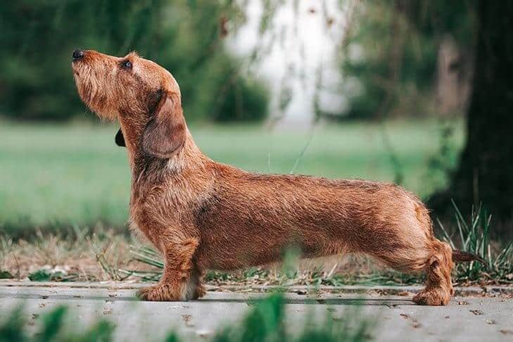Dachshund