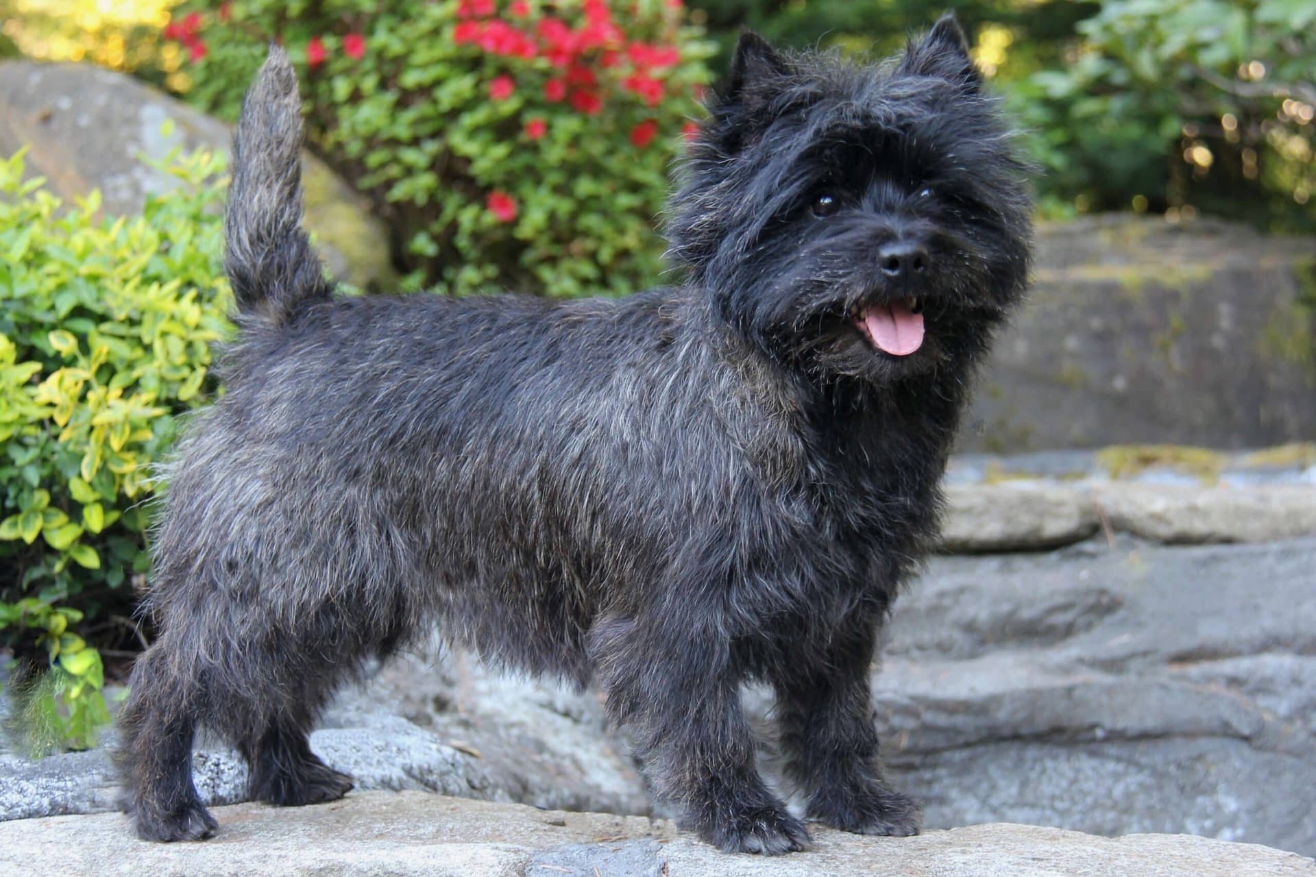 Cairn Terrier