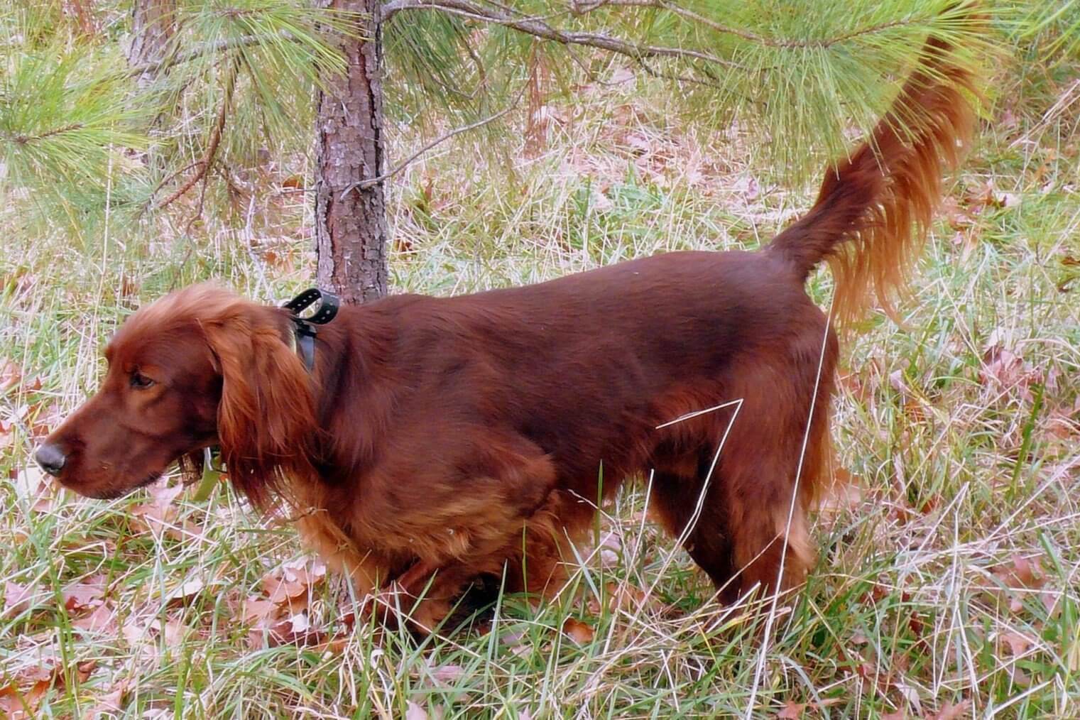Irish Setter