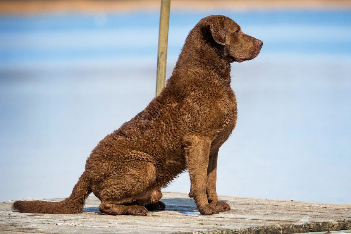 Chesapeake Bay Retriever