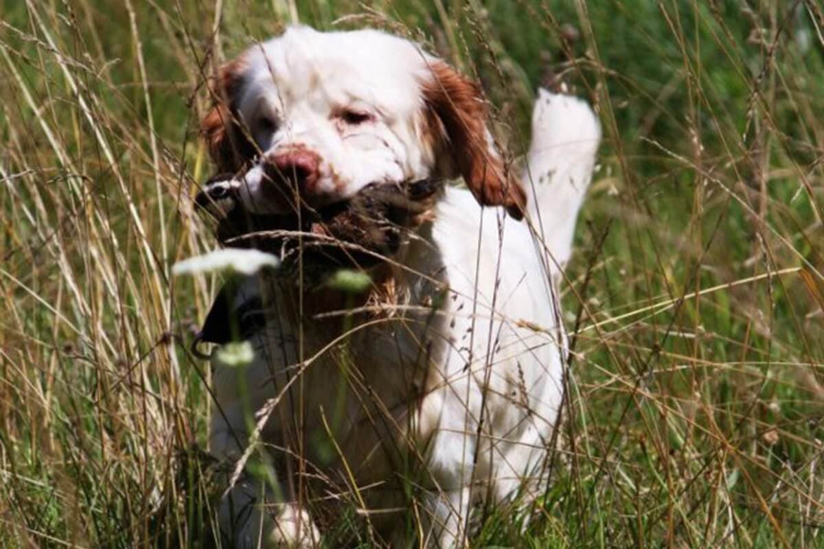 Clumber Spaniel