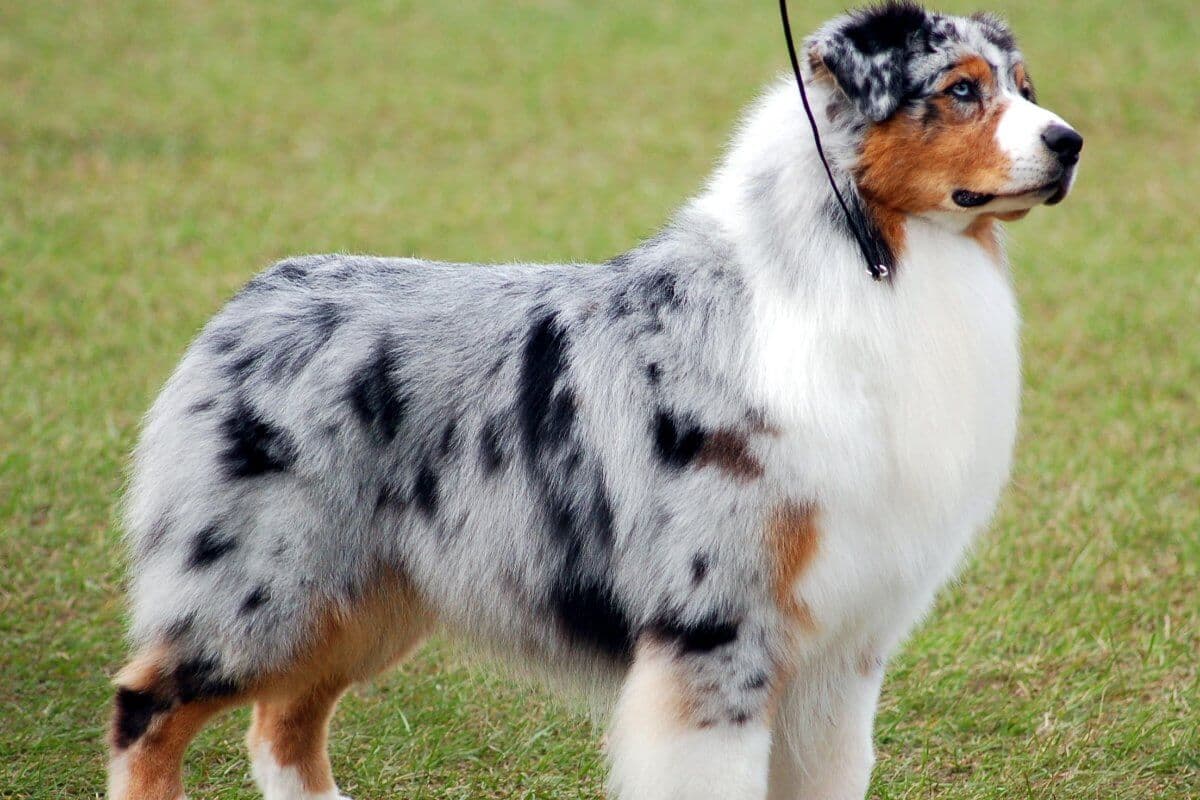 Australian Shepherd