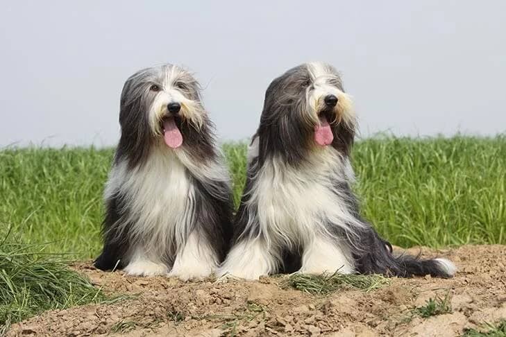 Bearded Collie