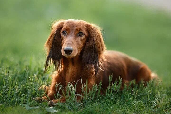 Dachshund