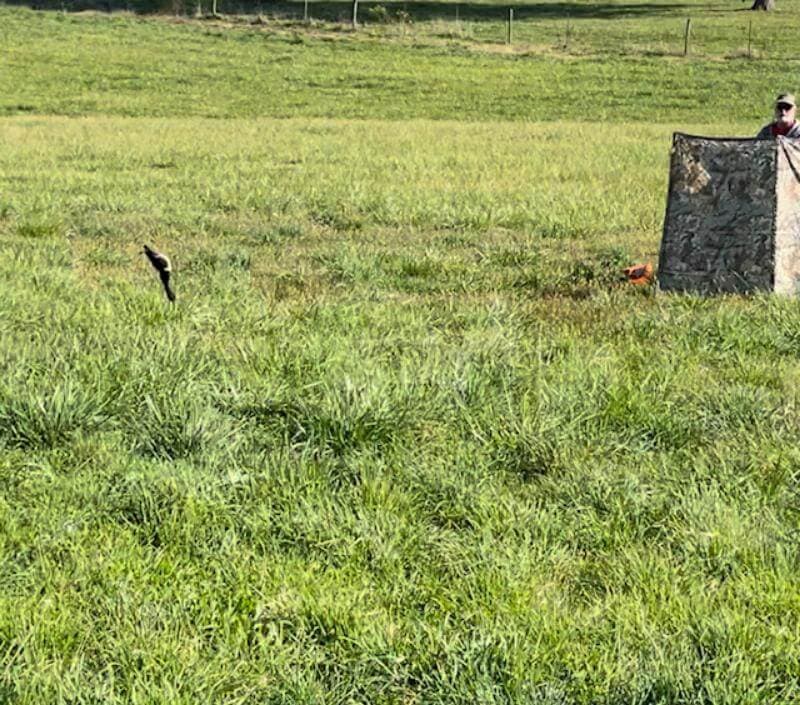 A man observing a bird in flight in a field.