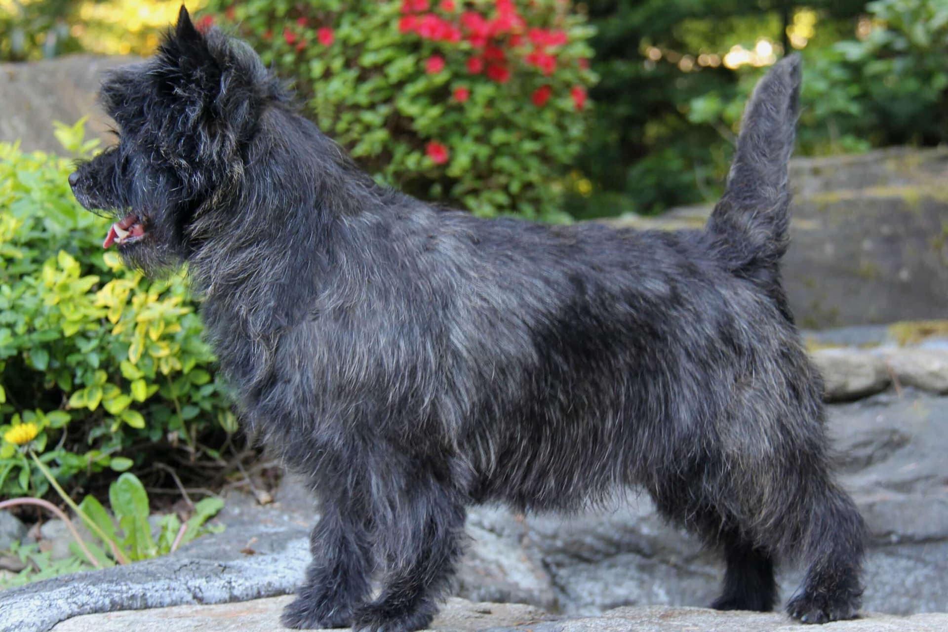 Cairn Terrier