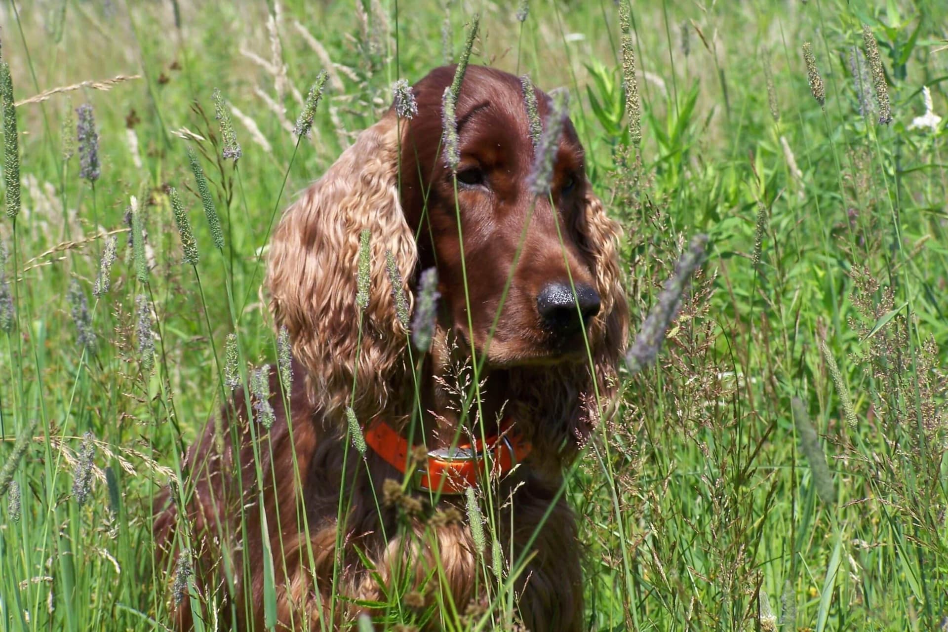 Irish Setter