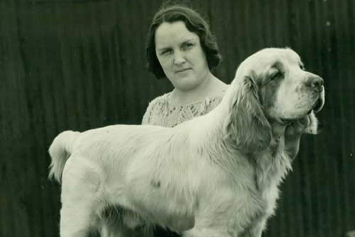 Clumber Spaniel