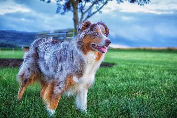 Australian Shepherd