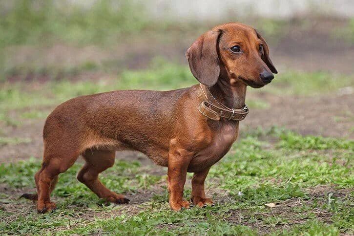 Dachshund