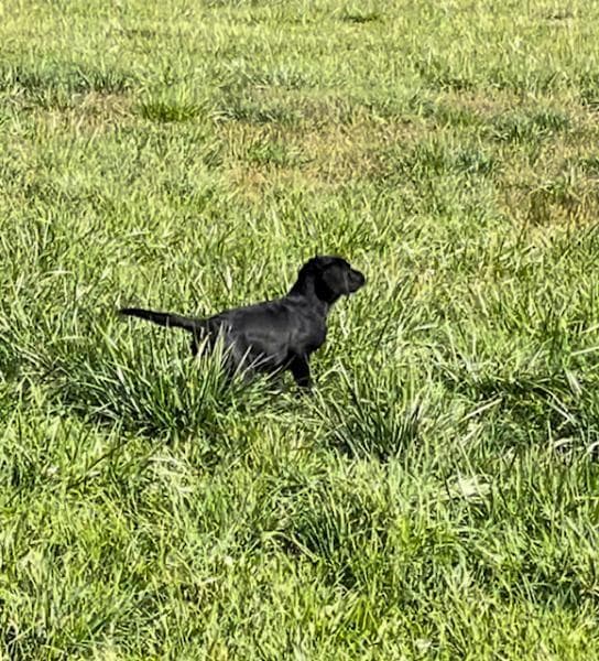 A black dog standing in a field, surrounded by green grass.