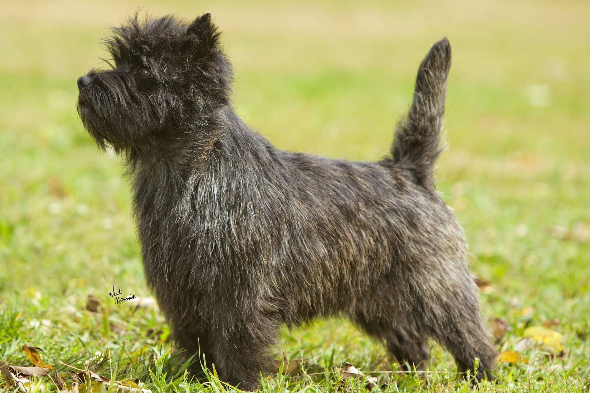Cairn Terrier