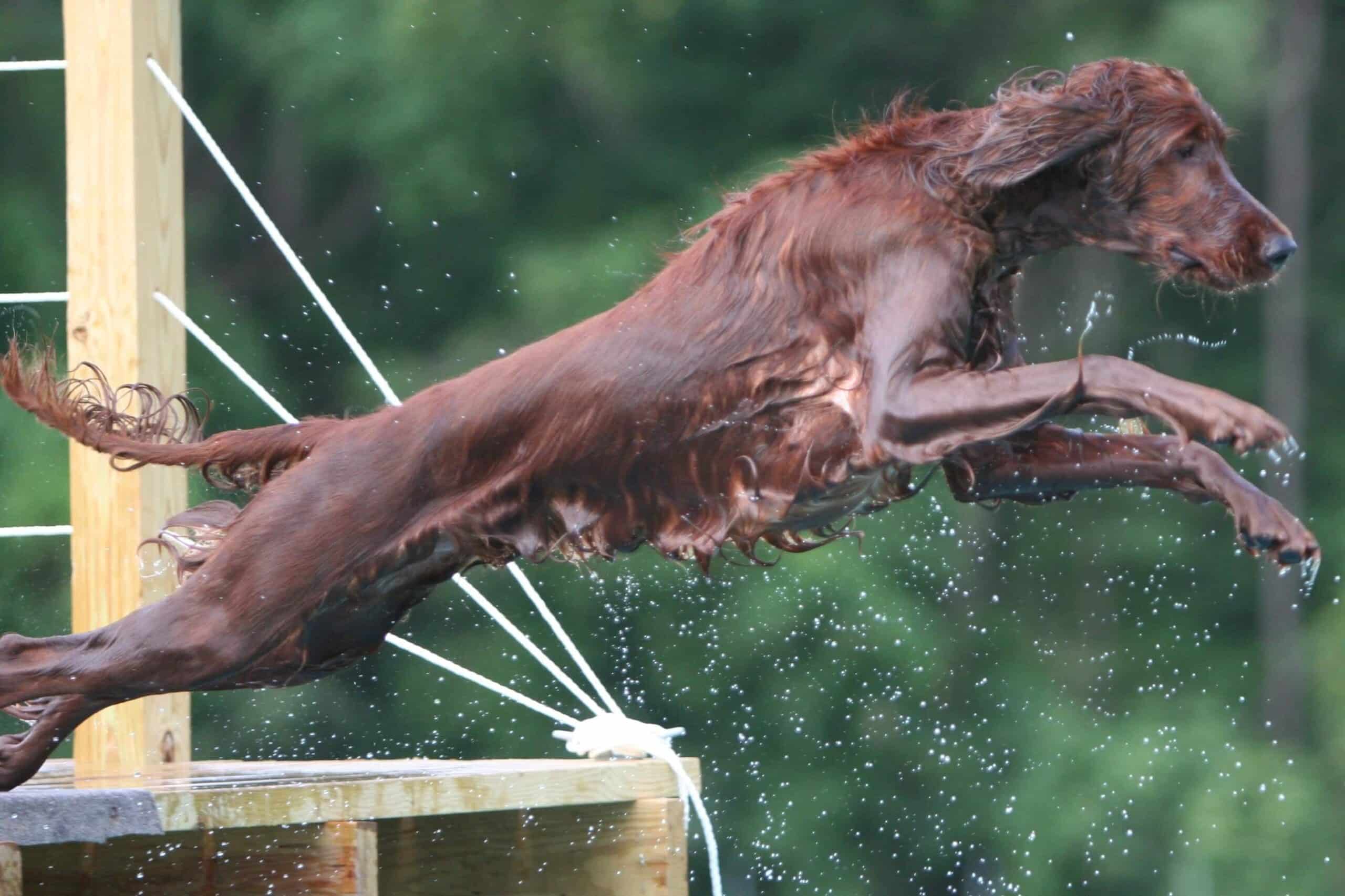 Irish Setter