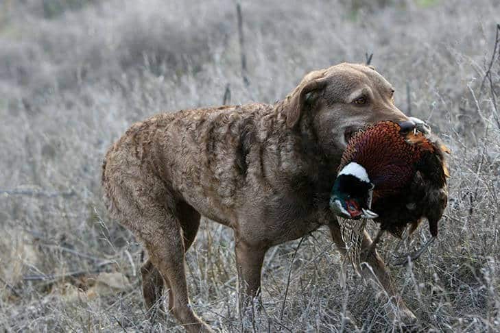 Chesapeake Bay Retriever